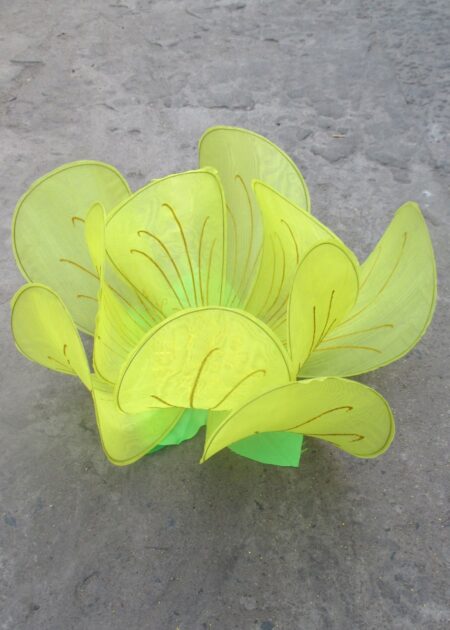 Hoa mai cỡ lớn màu vàng